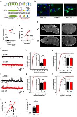 Risperidone Mitigates Enhanced Excitatory Neuronal Function and Repetitive Behavior Caused by an ASD-Associated Mutation of SIK1